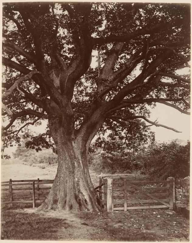 Tree Study