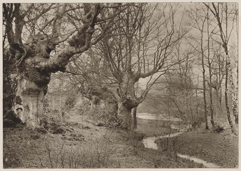 Old Windsor Forest