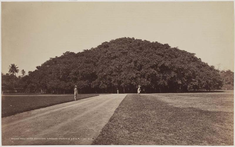 Banian Tree at the Botanical Gardens