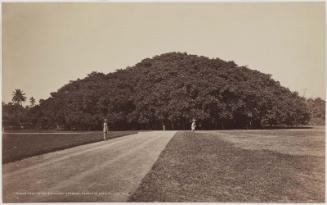 Banian Tree at the Botanical Gardens