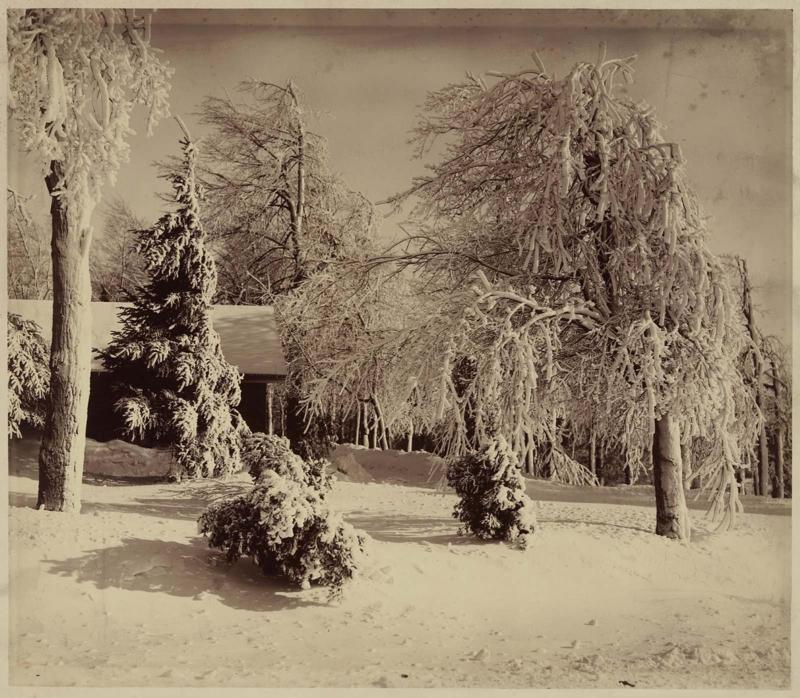 Snow Laden Trees