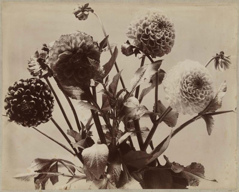 Dahlias
