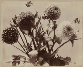 Dahlias