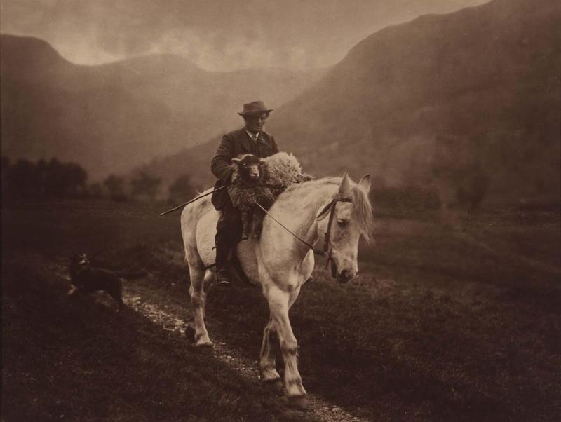 A Shepherd