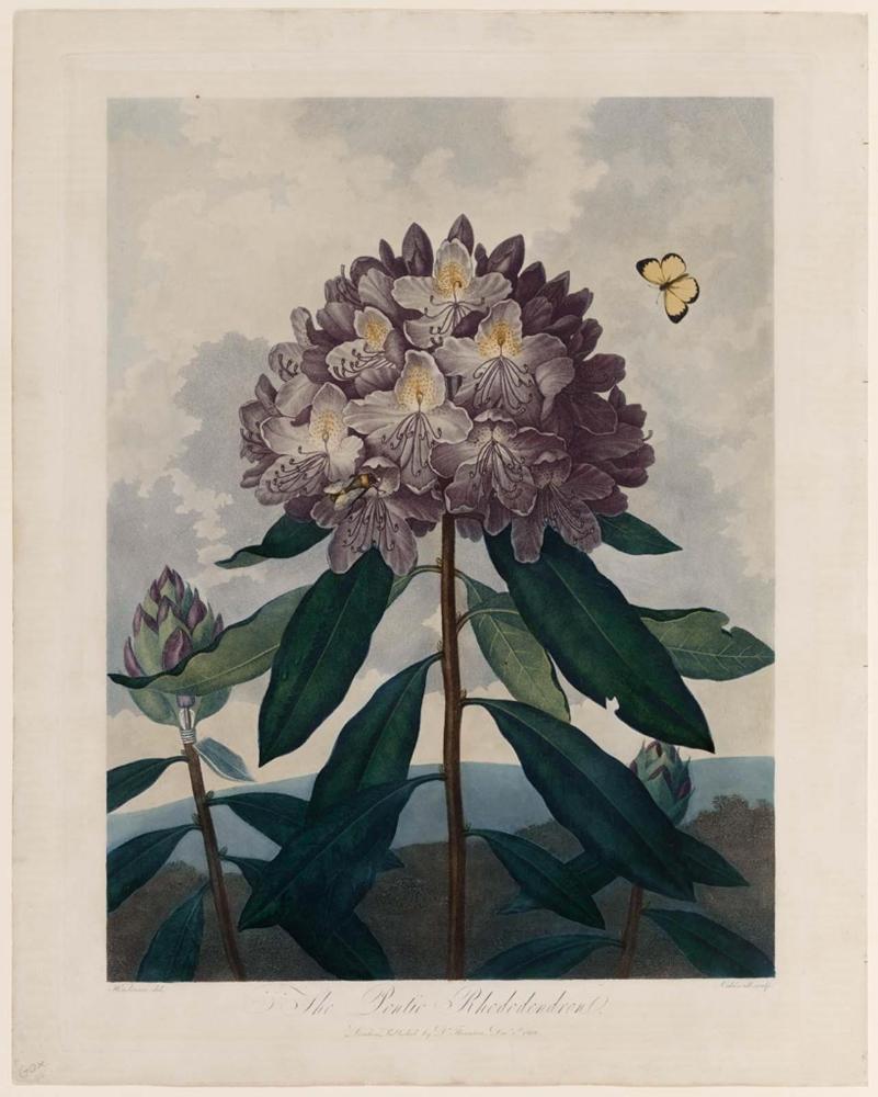 Pontic Rhododendron (plate 25 from Dr. Robert John Thornton, "The Temple of Flora...", London, 1799–1807)