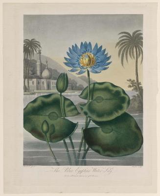 Blue Egyptian Water Lily (plate 31 from Dr. Robert John Thornton, "The Temple of Flora...", London, 1799–1807)