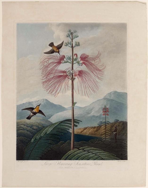 Large Flowering Sensitive Plant (Pl. 16 from Dr. Robert John Thornton, "The Temple of Flora...", London, 1799–1807)