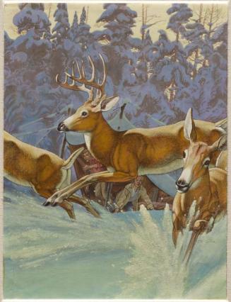Deer in Water, Campers in Tent