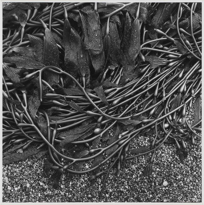 Seaweed, Point Lobos