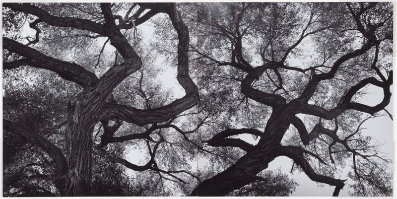 Trees, New Mexico
