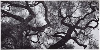 Trees, New Mexico