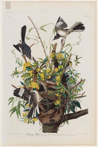 The Birds of America, Plate 21, Mocking Bird