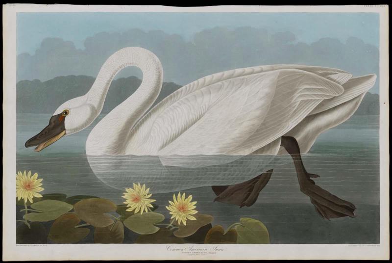 The Birds of America, Plate 411, Common American Swan