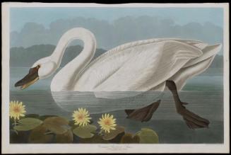 The Birds of America, Plate 411, Common American Swan