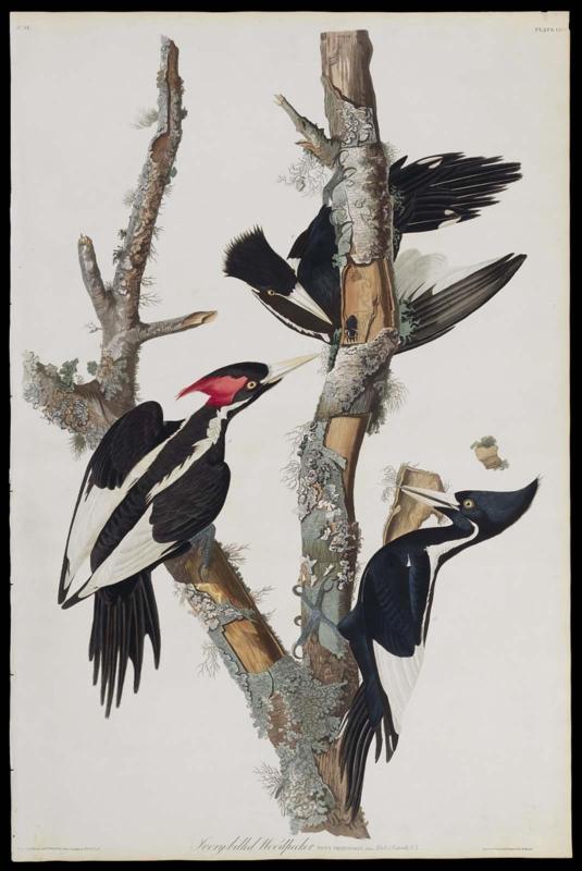 The Birds of America, Plate 66, Ivory-billed Woodpecker