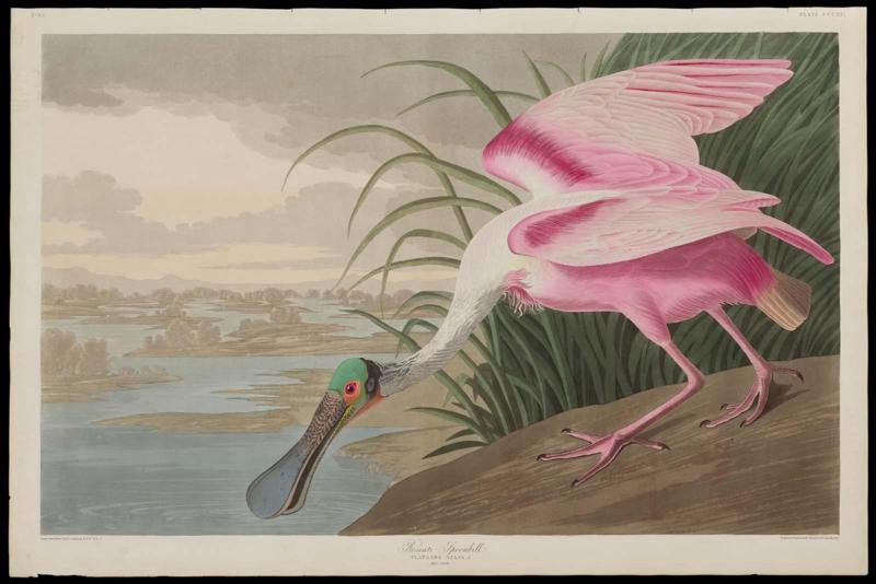 The Birds of America, Plate 321, Roseate Spoonbill