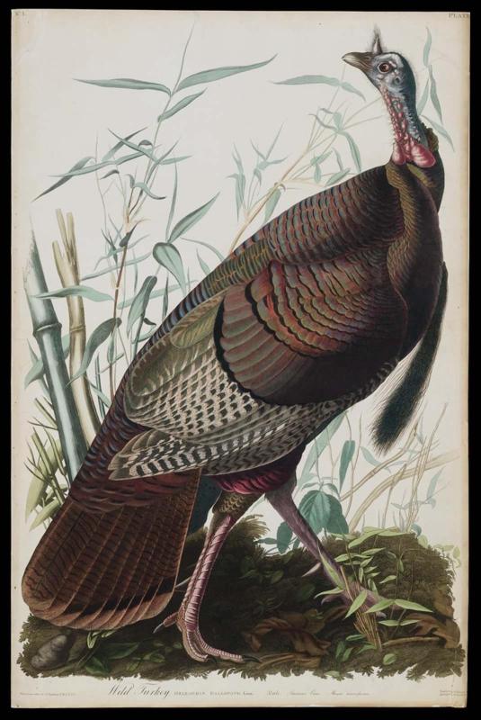 The Birds of America, Plate 1, Wild Turkey