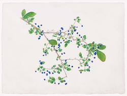 Sapphireberry, Asiatic Sweetleaf