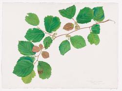 Leaf Studies