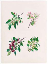 Crab Apple