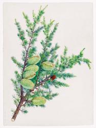 Cedar of Lebanon