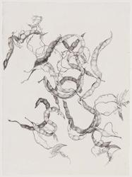 Red's Honey Locust Pods