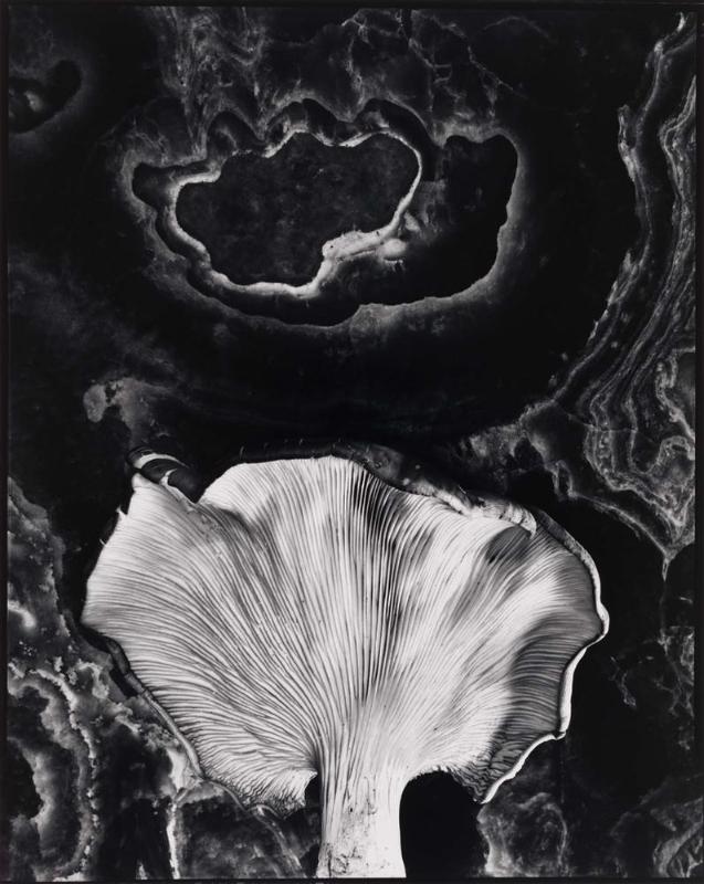 Ipswich, Massachusetts 1962 (Fungus)