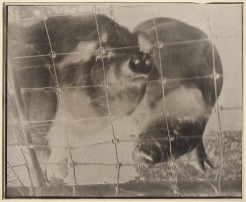 Untitled (Pigs)