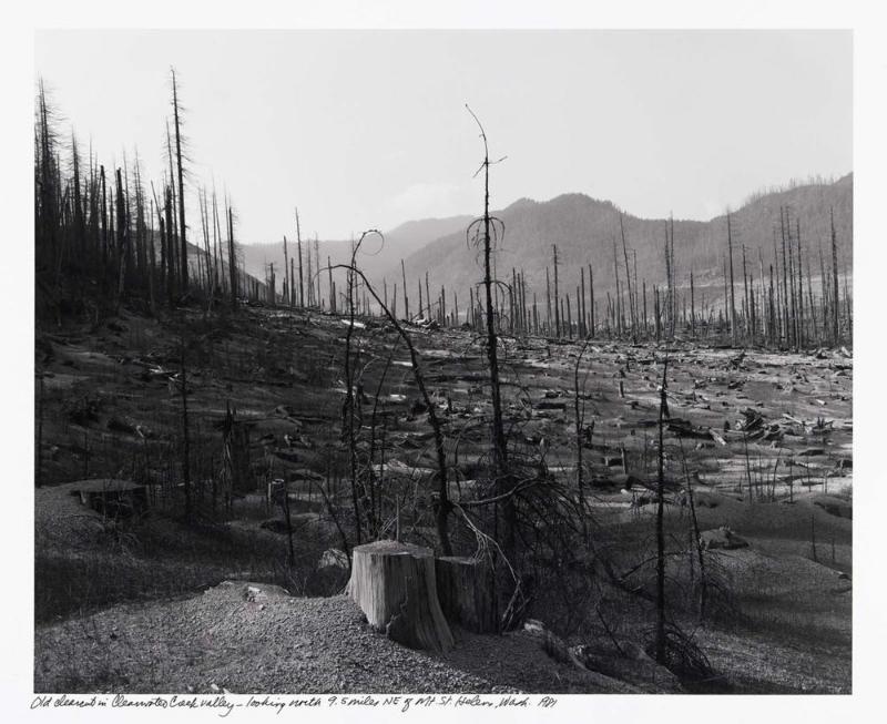 Old Clearcut in Clearwater Creek Valley