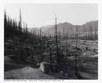 Old Clearcut in Clearwater Creek Valley