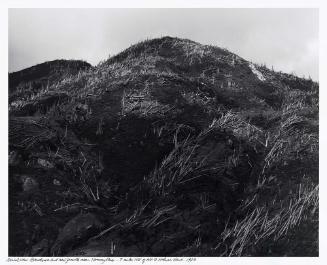Aerial View: Blowdown and New Growth near Norway Pass