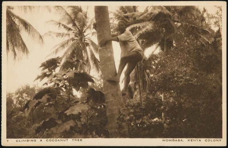 Climbing a Coconut Tree. Mombasa, Kenya Colony