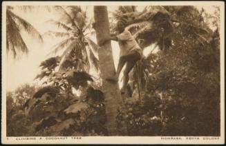 Climbing a Coconut Tree. Mombasa, Kenya Colony