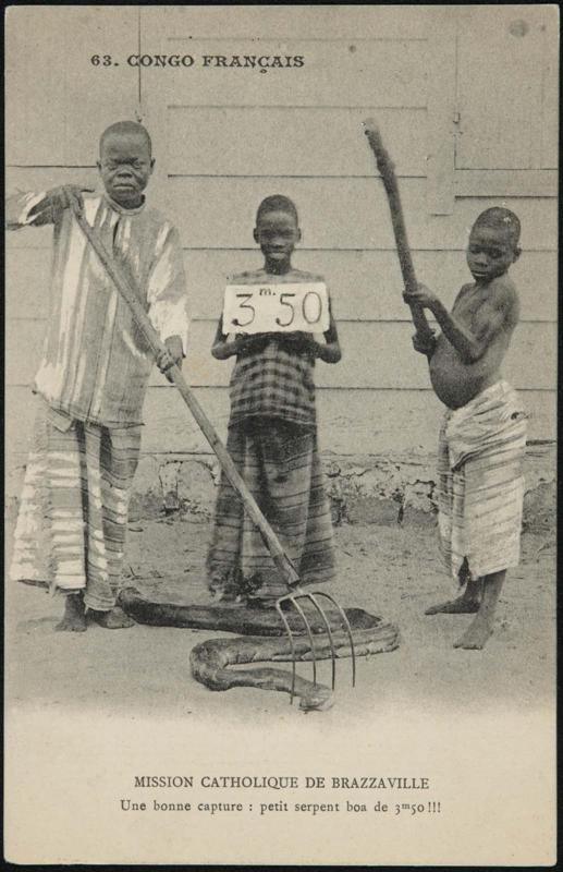 CONGO FRANÇAIS. Une bonne capture: petit serpent boa de 3m50!!!