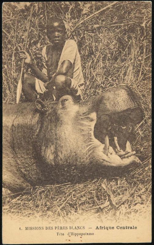 MISSIONS DES PÈRES BLANCS - Afrique Centrale - Tête d'Hippopotame