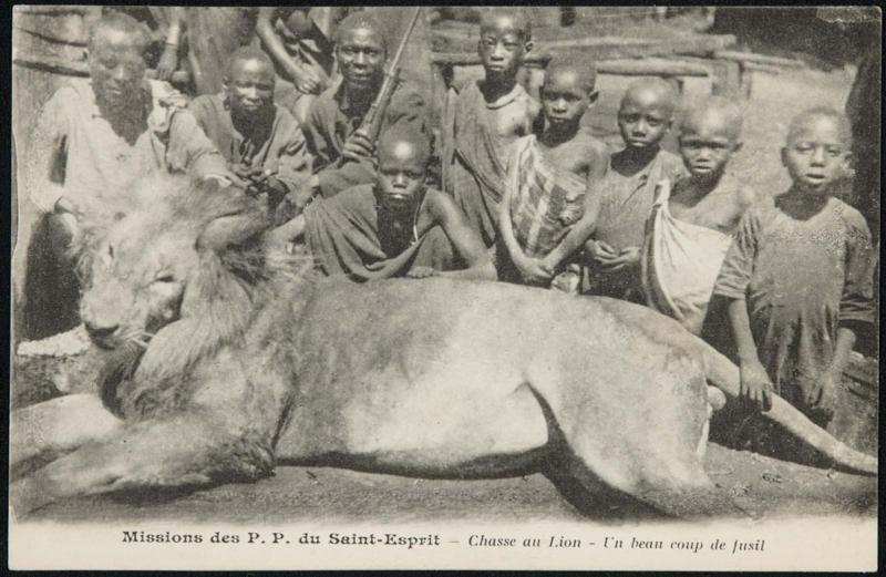 Chasse au Lion - Un beau coup de fusil