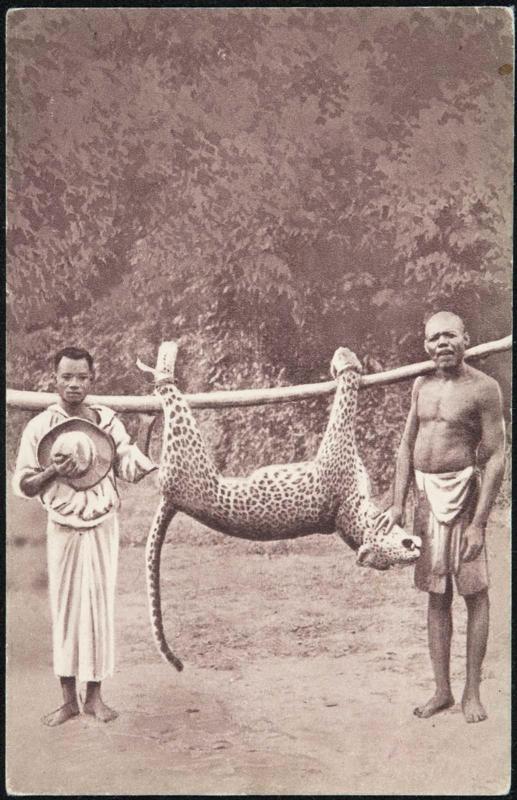 GABON (A.E.F.). - La panthère ne viendra plus troubler le repos du village.