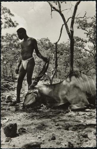 Région de BRAZZAVILLE. Antilope cheval.
