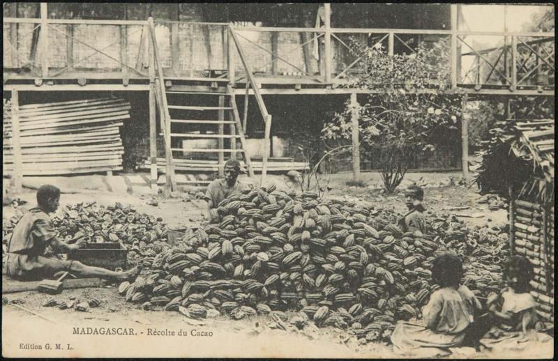MADAGASCAR. - Récolte du Cacao