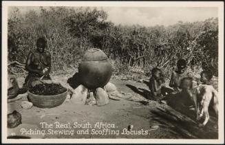 The Real South Africa. Picking, Stewing and Scoffing Locusts.