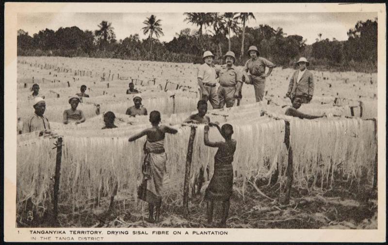 TANGANYIKA TERRITORY. DRYING SISAL FIBRE ON A PLANTATION. IN THE TANGA DISTRICT