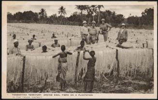 TANGANYIKA TERRITORY. DRYING SISAL FIBRE ON A PLANTATION. IN THE TANGA DISTRICT