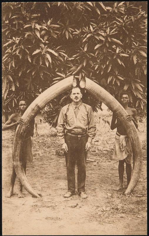 Olifantsslagtanden - 103 Kg. ivoor.