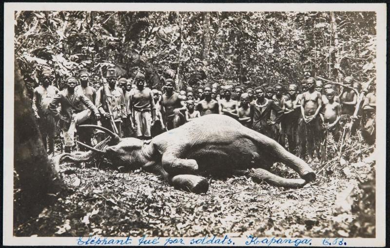 CONGO-BELGE - KAPANGA. Un Éléphant tué par Soldats