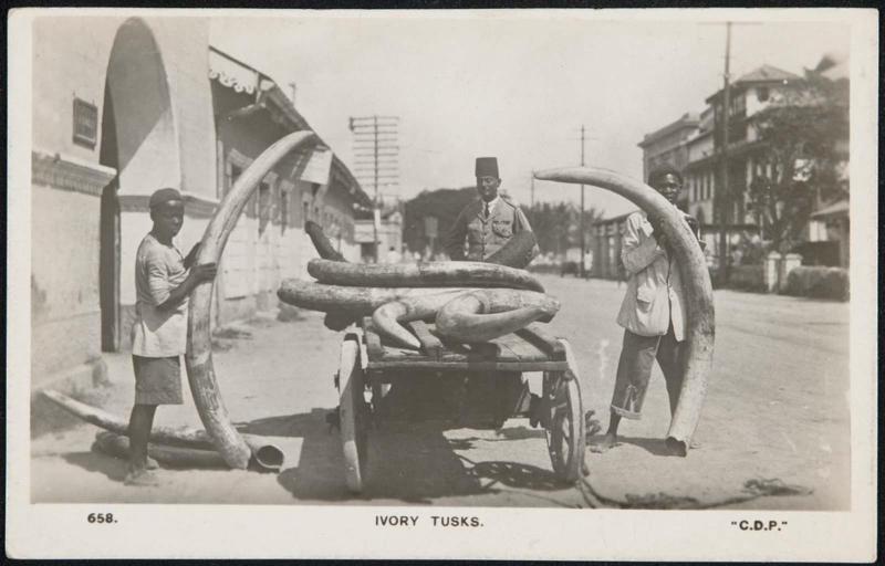 IVORY TUSKS.