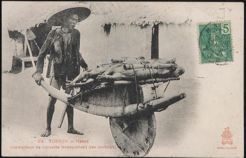 TONKIN - Hanoï. Conducteur de brouette transport des cochons.