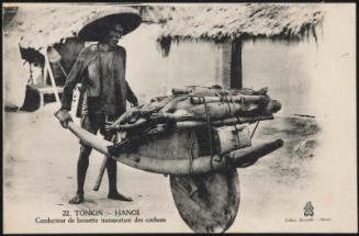 TONKIN - HANOI. Conducteur de brouette transport des cochons.