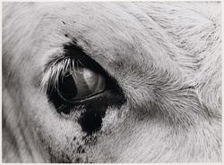 Cow in Devon, England