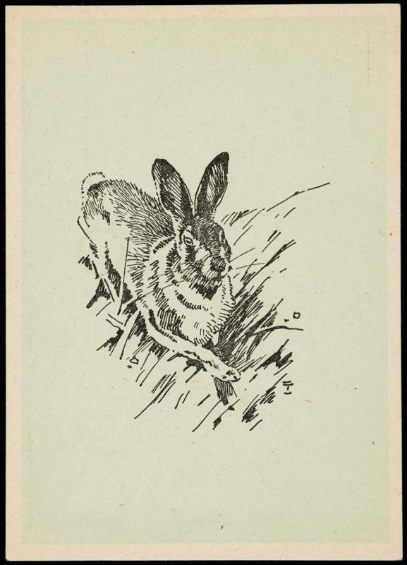 Rabbit