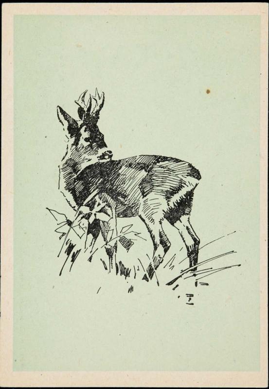 Deer